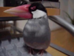 random image